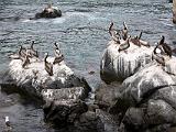 08 Pelicans&Seagull