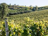 Vinyard of grapes for txakoli - a local semi-sparkling wine great with pinxos  Eitzaga, Spain